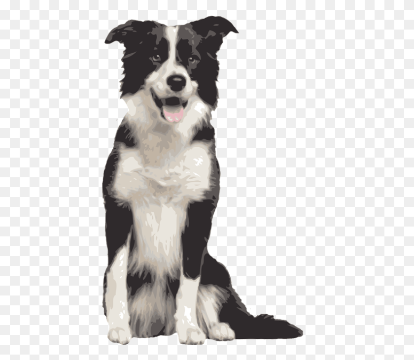 430x671 Clip Art Golden Retriever Border Collie Mix Border Collie Clear Background, Pet, Animal, Canine HD PNG Download