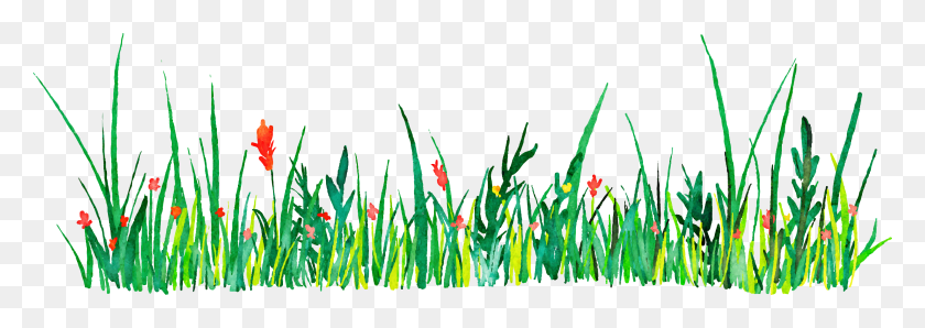 3237x988 Clip Art Grass Watercolor, Plant, Vegetation, Flower HD PNG Download