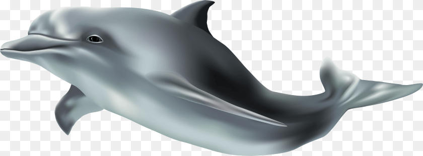 Clip Art Background Dolphin, Animal, Mammal, Sea Life, Fish PNG