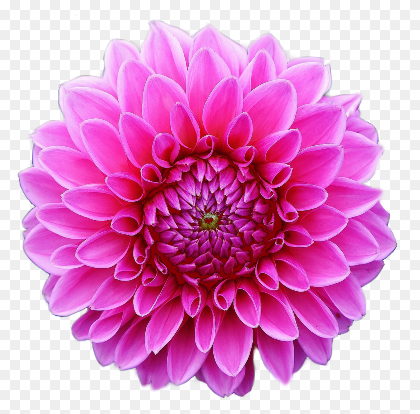 2709x2669 Clip Art Image Of A Pink Dahlia Flower In Full Bloom De Dalias HD PNG Download