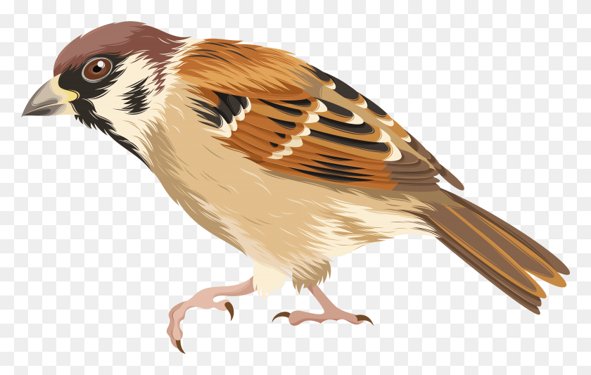 7879x4787 Clip Art Image Transparent Background Clip Art Of Sparrow, Bird, Animal, Finch HD PNG Download