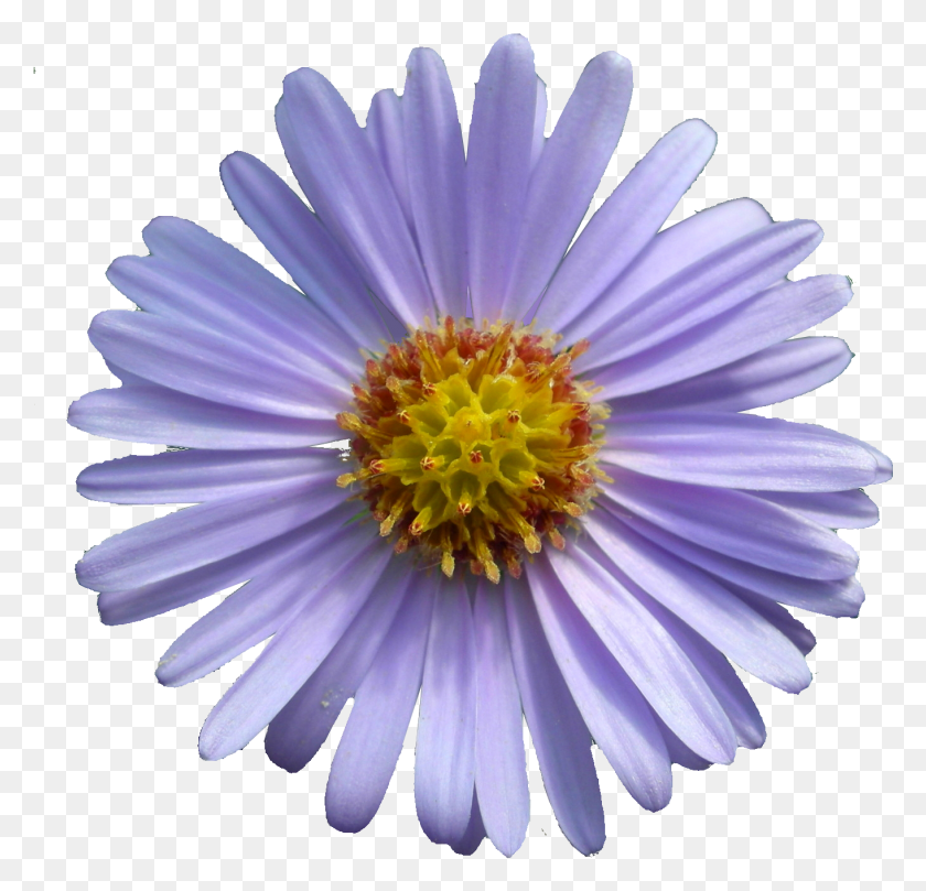 1362x1308 Clip Art Images Aster, Plant, Daisy, Flower HD PNG Download
