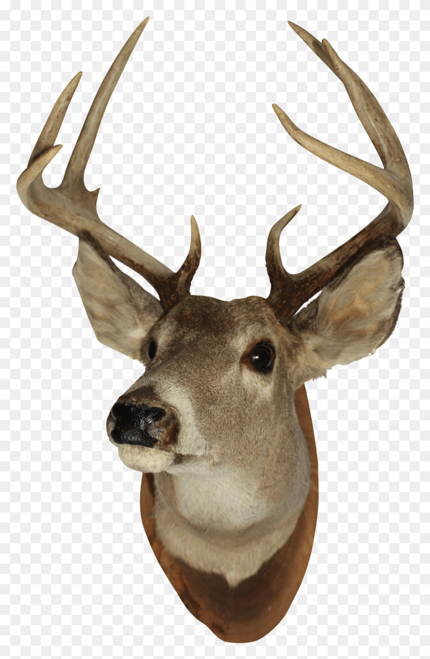 857x1348 Clip Art Images Mounted Deer Head, Antelope, Wildlife, Mammal HD PNG Download