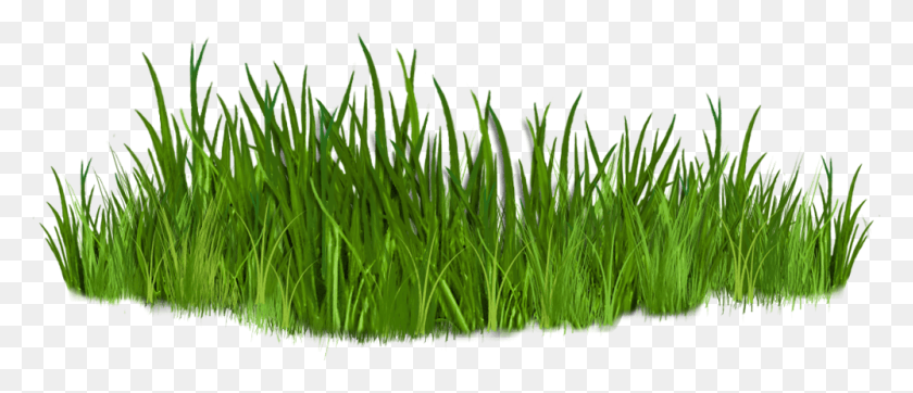 1000x388 Clip Art Images Of Grasses The Grass, Plant, Lawn HD PNG Download