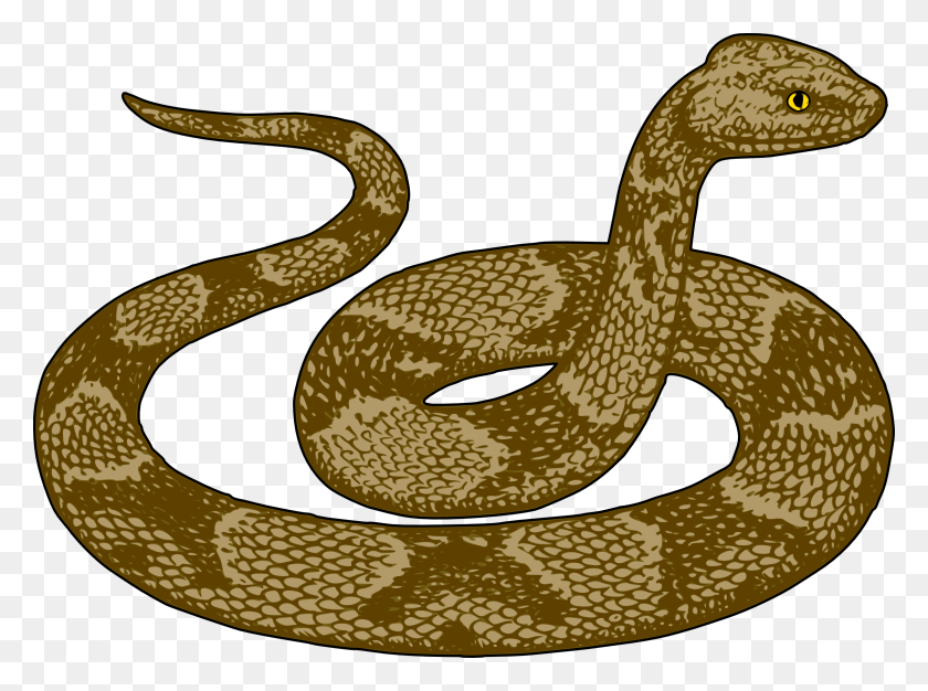 2400x1744 Serpiente Png / Reptil, Animal, Rey Serpiente Hd Png