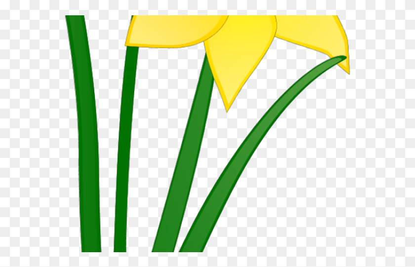 579x481 Clip Art Library Library Daffodil Clipart Spring Break Daffodil Clip Art, Plant, Flower, Blossom HD PNG Download