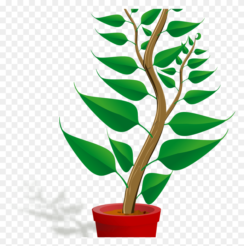1488x1501 Clip Art Mehmetcetinsozler Com Getting To Know Plants, Leaf, Plant, Tree HD PNG Download