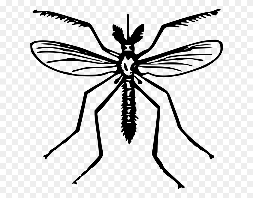 640x596 Clip Art Of Mosquito, Gray, World Of Warcraft HD PNG Download