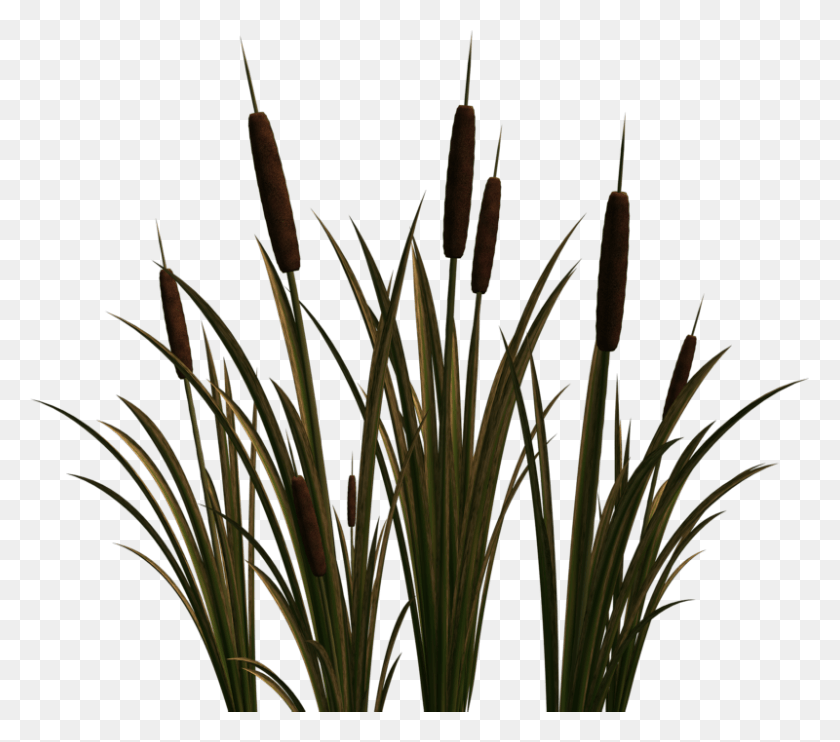 800x700 Clip Art Portable Network Graphics Cattail Image Scirpus Cattails, Grass, Plant, Lawn HD PNG Download