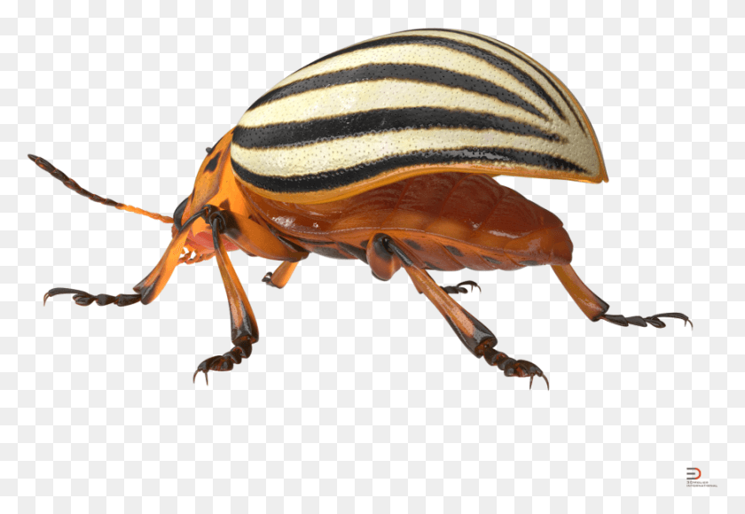 873x583 Descargar Png / Escarabajo De La Patata, Invertebrado, Animal, Insecto Hd Png