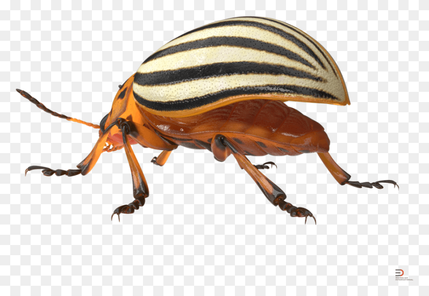 873x583 Clip Art Rigged D Model Cgstudio Colorado Potato Beetle, Invertebrate, Animal, Insect HD PNG Download