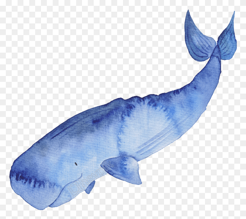 989x874 Clip Art Royalty Free Library Blue Hand Painted Watercolor Watercolor Whale, Animal, Sea Life, Mammal HD PNG Download