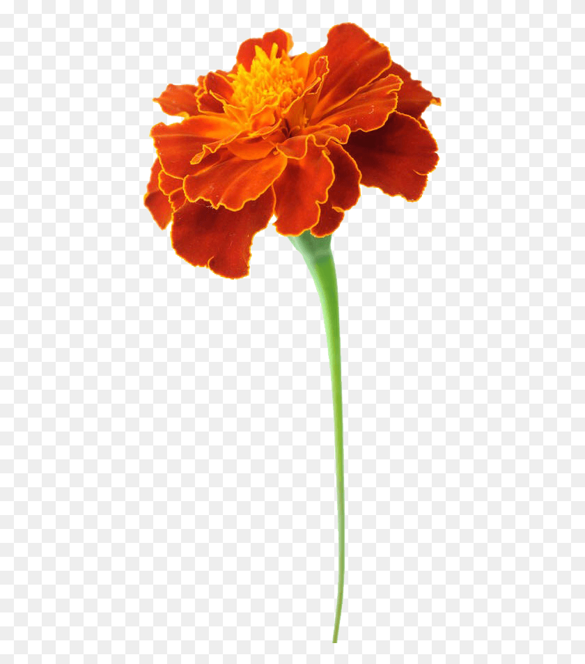 431x894 Clip Art Royalty Free Stock Mexican Marigold Tagetes Tegetes, Plant, Flower, Blossom HD PNG Download