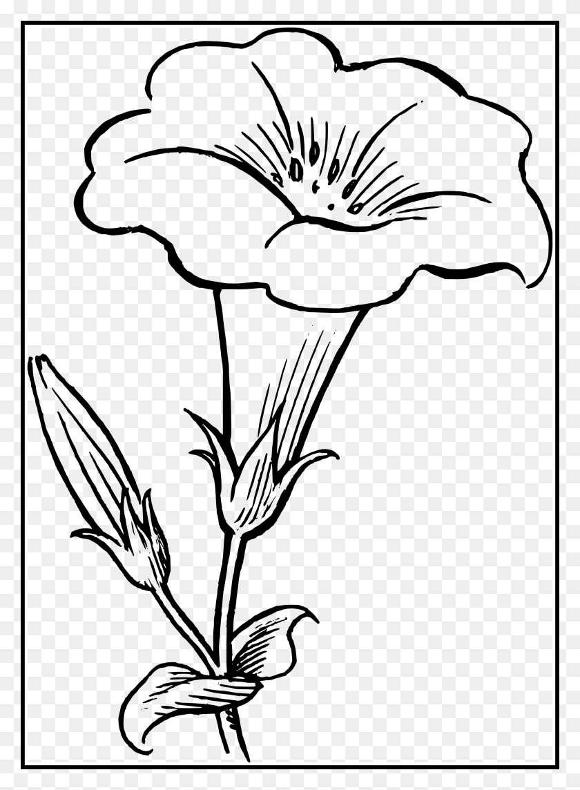 2019x2806 Clip Art Transparent Collection Of Free Scientific Flower Line Art, Gray, Outdoors, Text HD PNG Download