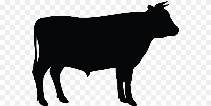 586x422 Clip Art Vector Graphics Angus Cattle Silhouette Holstein Cow Silhouette Vector, Animal, Bull, Mammal, Livestock Clipart PNG