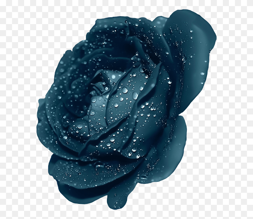 600x667 Clip Arts Related To Dark Blue Rose Flower, Rose, Flower, Plant HD PNG Download