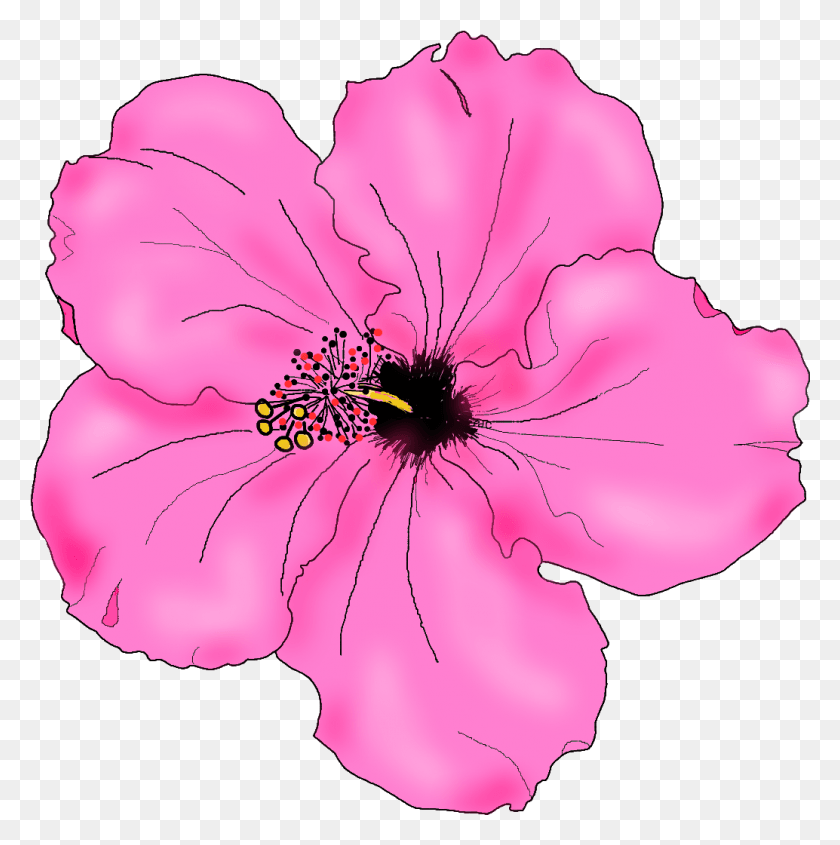 1034x1041 Clip Arts Related To Pink Hibiscus Flower Drawing, Plant, Hibiscus, Flower HD PNG Download