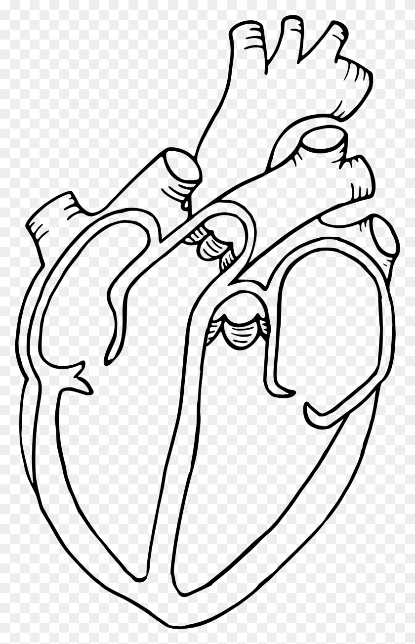 1505x2400 Clip Black And White Diagram Drawing At Getdrawings Diagram Of A Heart Art, Gray, World Of Warcraft HD PNG Download