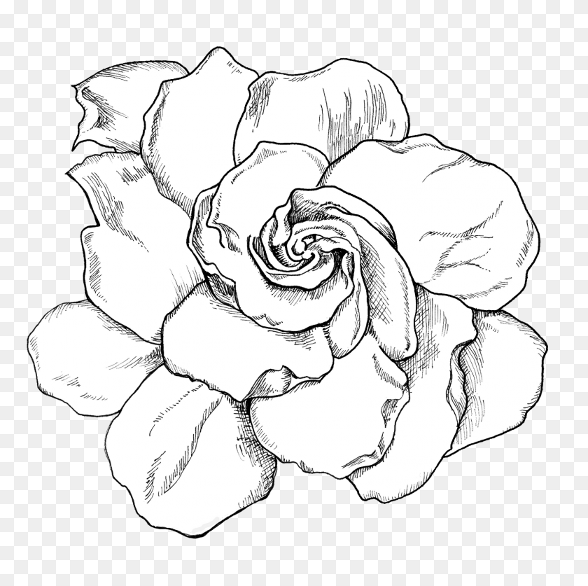 1531x1526 Клип Черно-Белый Рисунок Гардении На Getdrawings Гардения Клипарт Черно-Белое, Растение, Роза, Цветок Png Скачать
