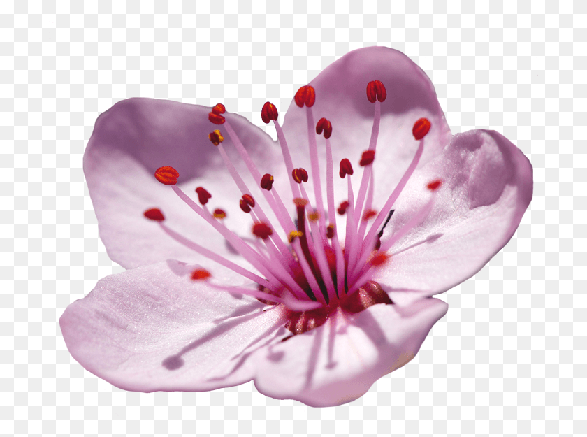700x565 Clip Libre De Flores De Prunus Género X En Flor De Cerezo Japonés, Planta, Flor De Cerezo, Pastel De Cumpleaños Hd Png Descargar