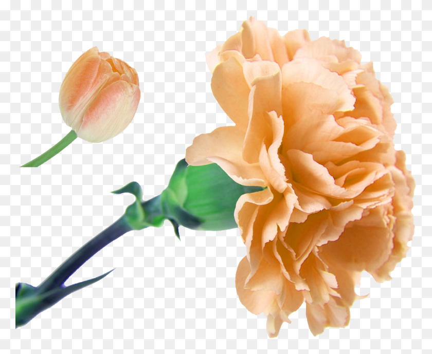 1282x1035 Clip Freeuse Букет Цветов Флористика Искусственный Одиночный Цветок Гвоздики, Растение, Роза, Цветение Hd Png Скачать