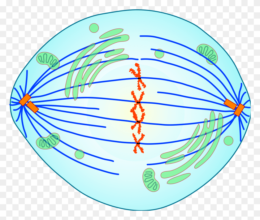 2000x1670 Descargar Png Clip Freeuse Library Division Mitosis Anafase Cromátidas Mitosis División Celular Metafase, Esfera, Planeta, El Espacio Ultraterrestre Hd Png