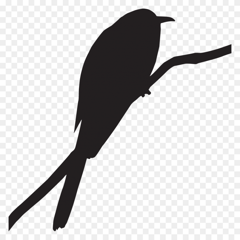 1024x1024 Clip Freeuse Library Greater Overview All About Birds Cuckoo, Animal, Bird HD PNG Download