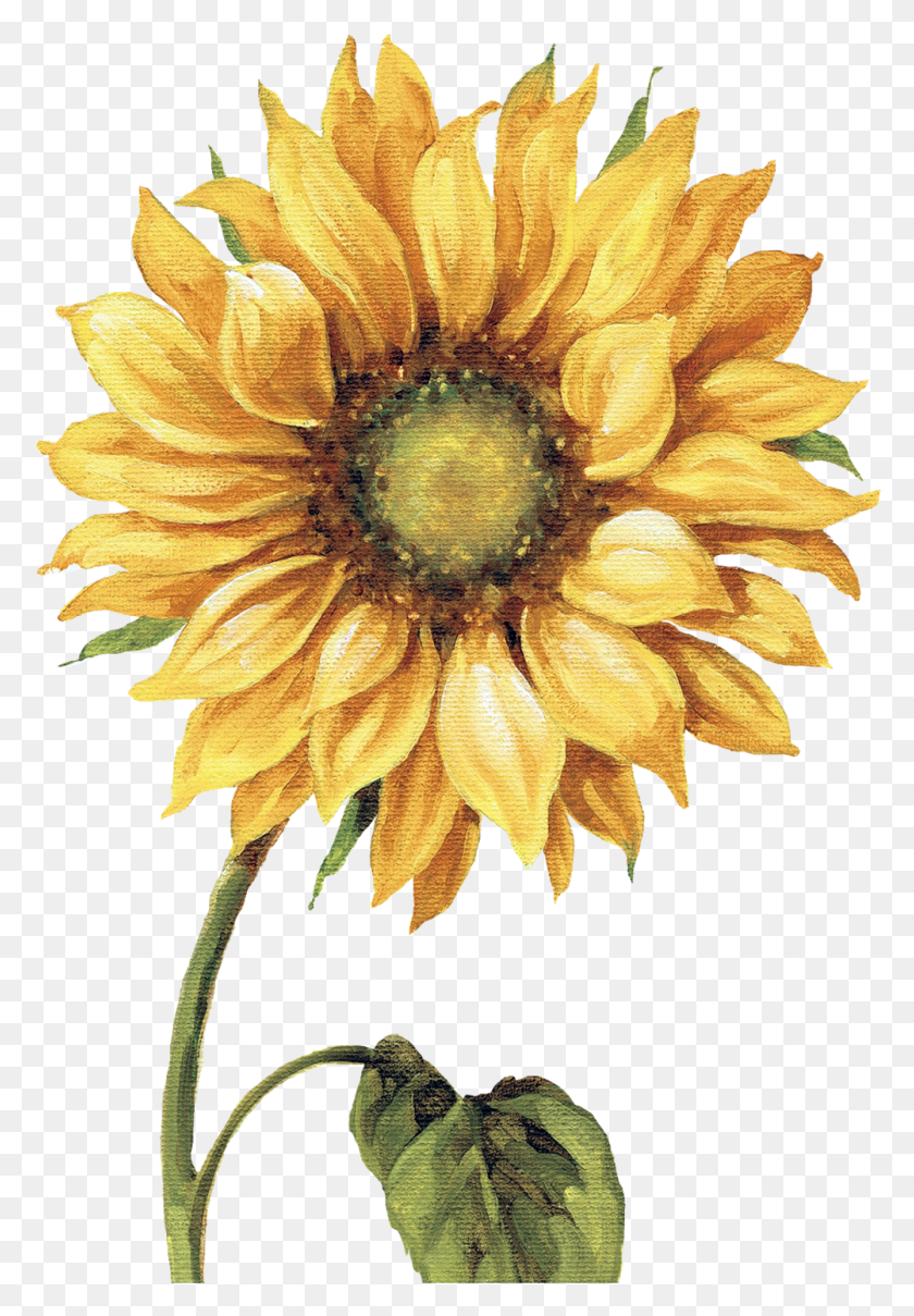1002x1477 Clip Freeuse Library I Ekler Lisa Audit Adet Botanical Drawings Of Sunflowers, Plant, Flower, Blossom HD PNG Download