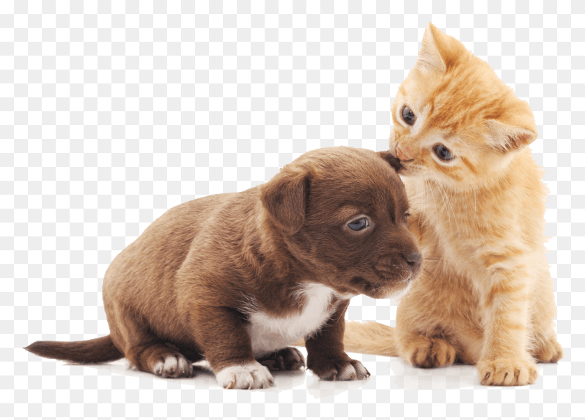 1111x776 Clip Freeuse Stock Wellness Brodie Animal Hospital Transparent Puppy And Kitten, Pet, Dog, Canine HD PNG Download
