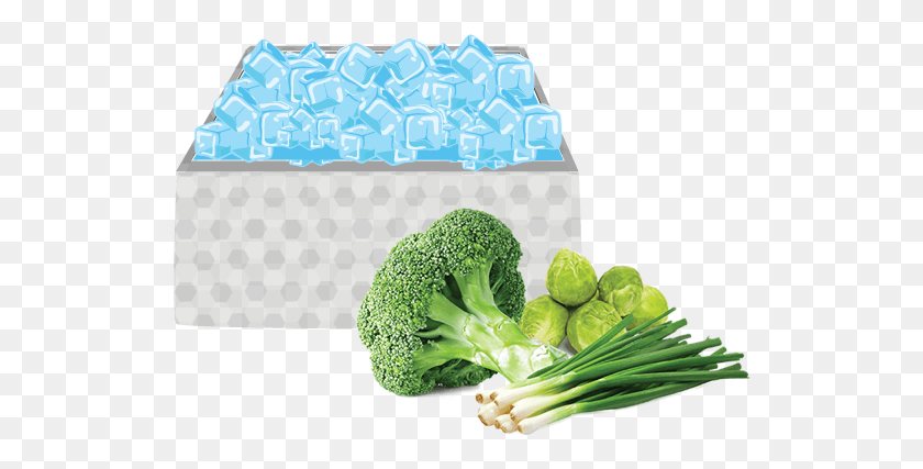 526x367 Clip Library Library Pre Cooling Methods For Vegetables Ice Cooling Of Fruits And Vegetables, Plant, Broccoli, Vegetable HD PNG Download