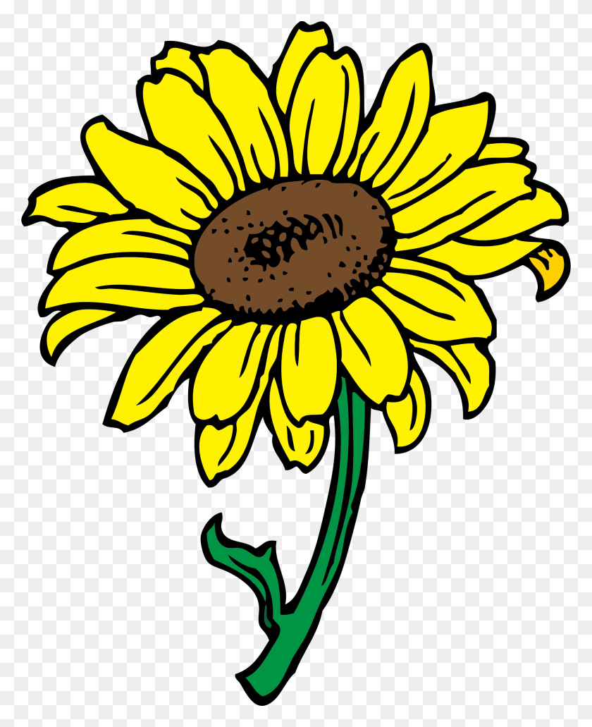 1926x2400 Clip Library Library Sunflowers For Free Sunflower Clipart Transparent Background, Plant, Flower, Blossom HD PNG Download