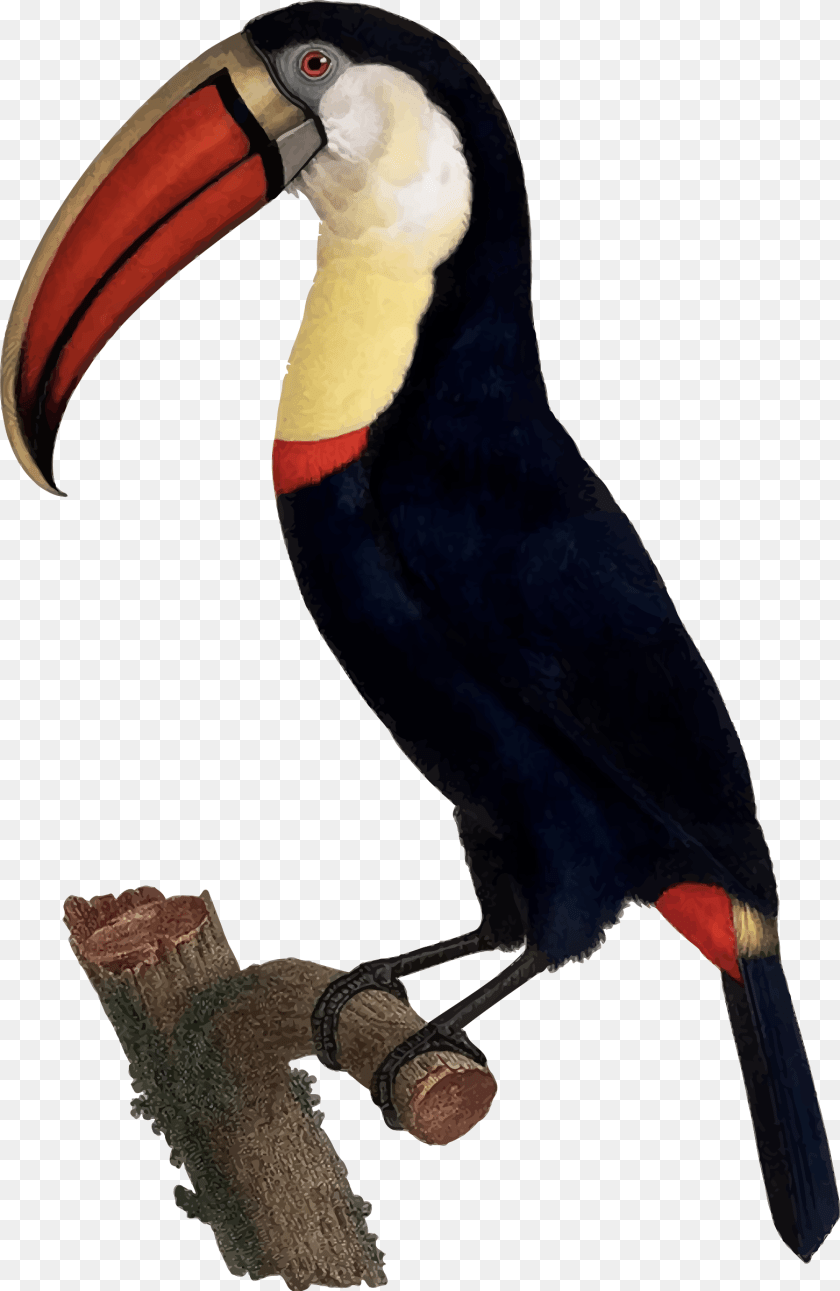 Animal, Beak, Bird, Toucan Clipart PNG