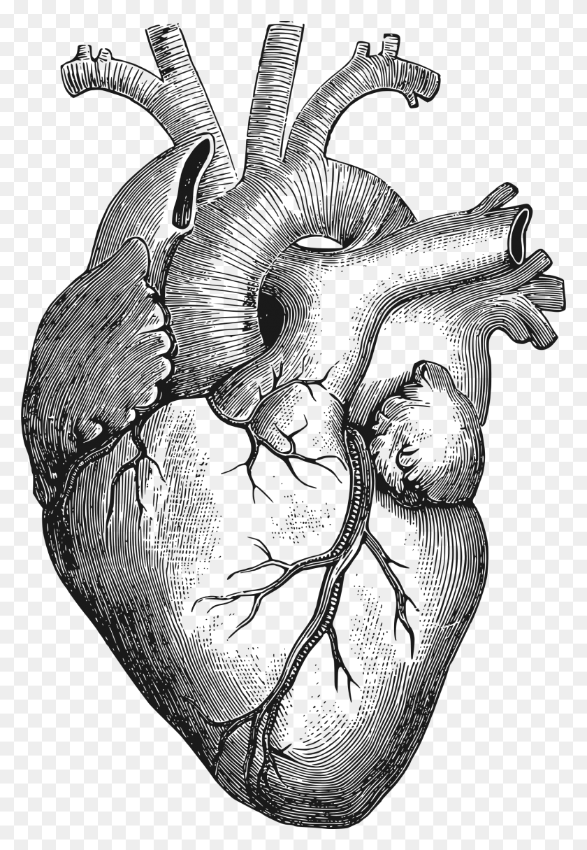 1620x2400 Клипарт Анатомическое Сердце Большой Анатомический Рисунок Сердца, Рука, Кожа, Слон Hd Png Скачать