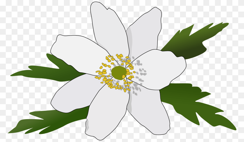 800x491 Clipart Anemone Nemorosa Pesasa, Pollen, Plant, Flower, Anther Sticker PNG