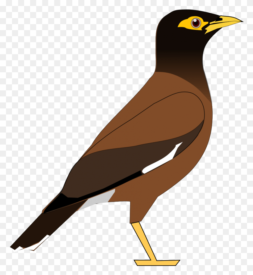 906x991 Clipart Animales Aves Myna Aves Clipart, Aves Acuáticas, Animal, Pico Hd Png