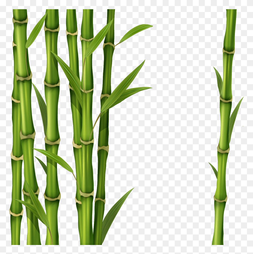 1352x1362 Clipart Bamboo, Plant, Bow, Bamboo Shoot HD PNG Download