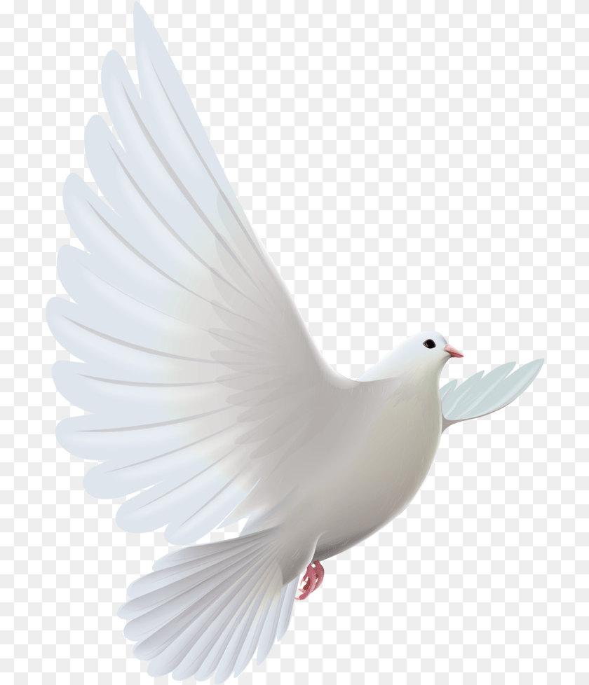 714x978 Bird Descending Transparent White Dove, Animal, Pigeon Clipart PNG