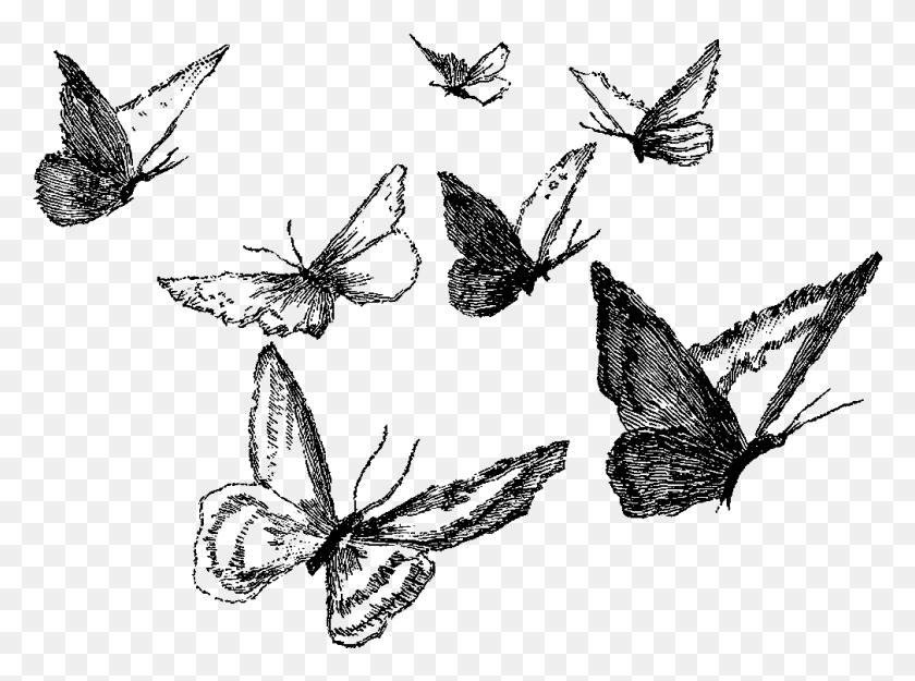 1009x732 Черно-Белый Рисунок Лодыжки Рисунок Карандашом Бабочка, Природа, На Открытом Воздухе, Космическое Пространство Png Скачать