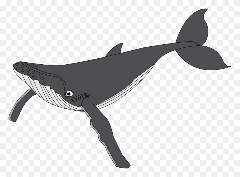 2400x1722 Clipart Black And White Stock Collection Of Breaching Humpback Whale Cartoon, Animal, Axe, Tool HD PNG Download
