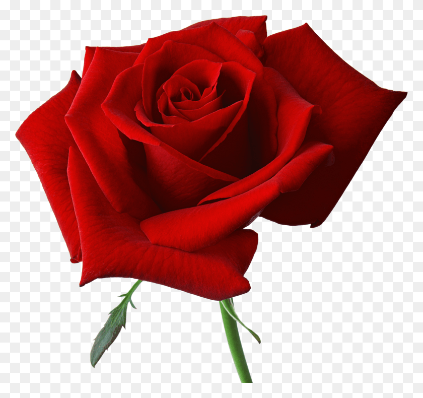 1600x1499 Png Черно-Белые Красные Розы На Прозрачном Фоне, Роза, Цветок, Растение Hd Png Скачать