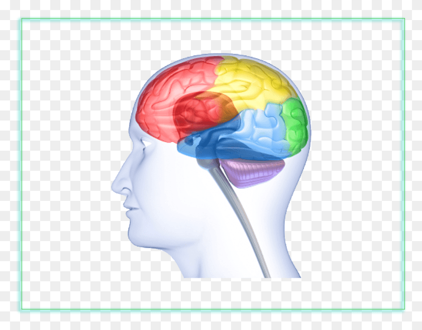 795x609 Clipart Cerebro Neurocientífico Neurobiología Clipart, Ropa, Prendas De Vestir, Gorro De Baño Hd Png
