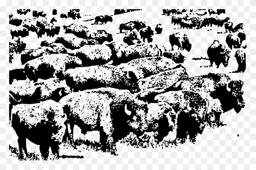 798x511 Clipart Buffalo Herd Buffalo Herd, Gray, World Of Warcraft HD PNG Download