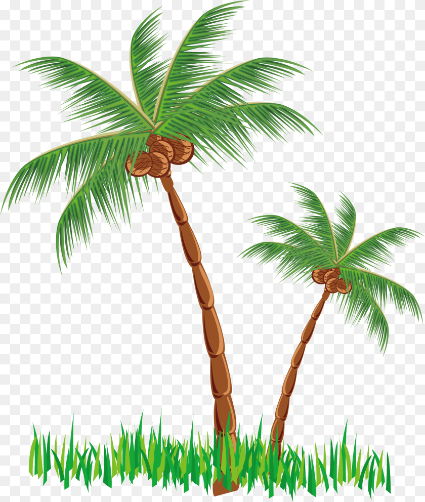 Coconut Tree Vector Clip Art Coconut Tree, Palm Tree, Plant, Vegetation Clipart PNG