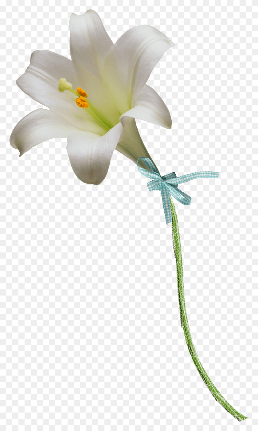 1833x3149 Clipart Easter Lily Flower White Lily Flower, Plant, Flower, Blossom HD PNG Download