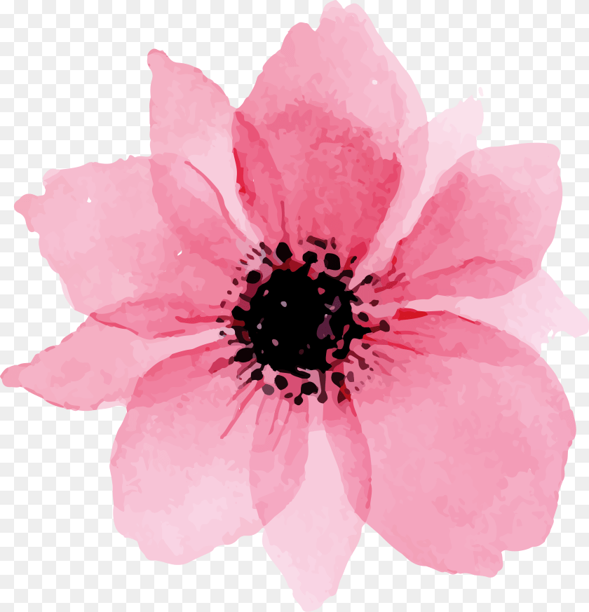 4704x4888 Clipart Euclidean Pink Lovely Flowers Transprent Watercolour Flower Real, Anemone, Petal, Plant, Anther Sticker PNG