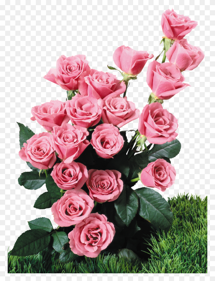 1202x1600 Клипарт Flores Gratis Para Descargar, Растение, Цветок, Цветение Png Скачать