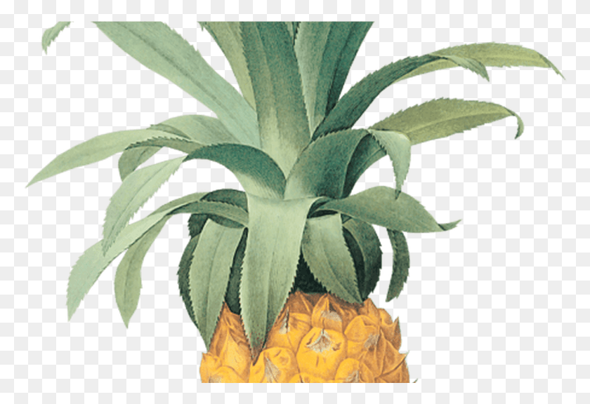 1292x856 Clipart Flower Pineapple Clipart Flower Pineapple, Plant, Fruit, Food HD PNG Download