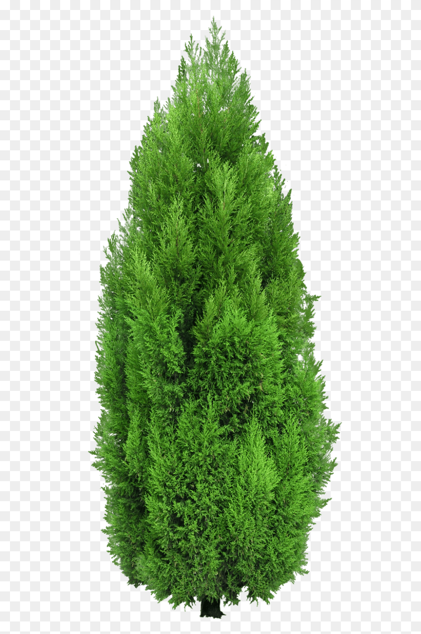 527x1205 Clipart Free Bushes Clipart Architectural Cypress Tree, Plant, Moss, Pine HD PNG Download