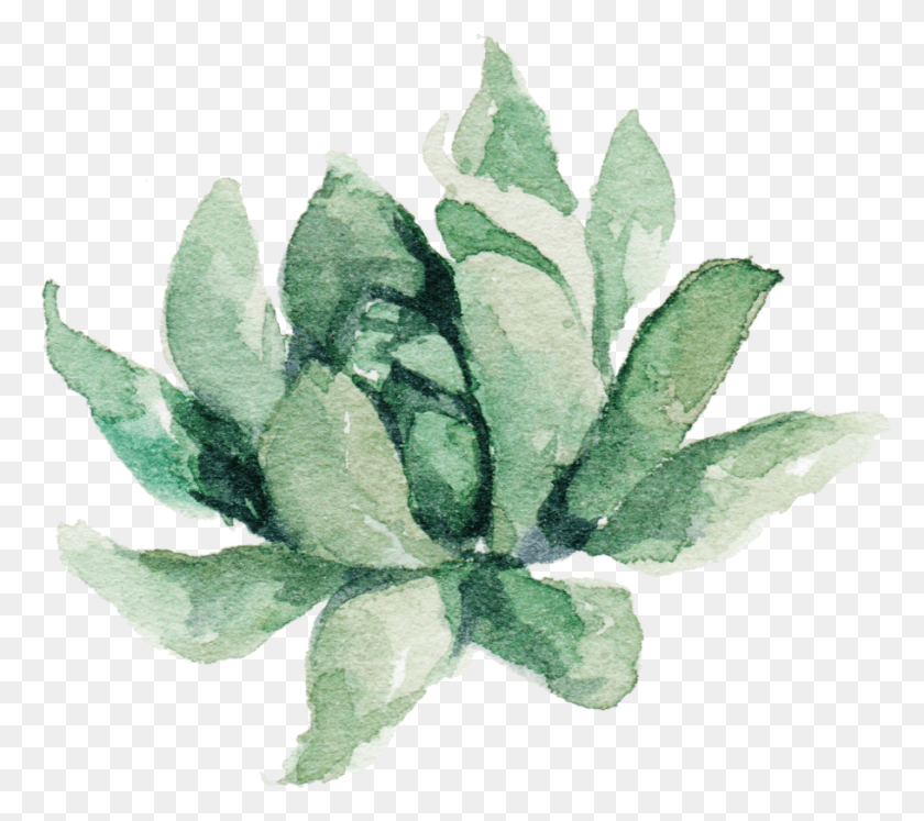 909x801 Clipart Free Transparent Succulent Watercolor Water Color Aesthetic Plants, Leaf, Plant, Flower HD PNG Download
