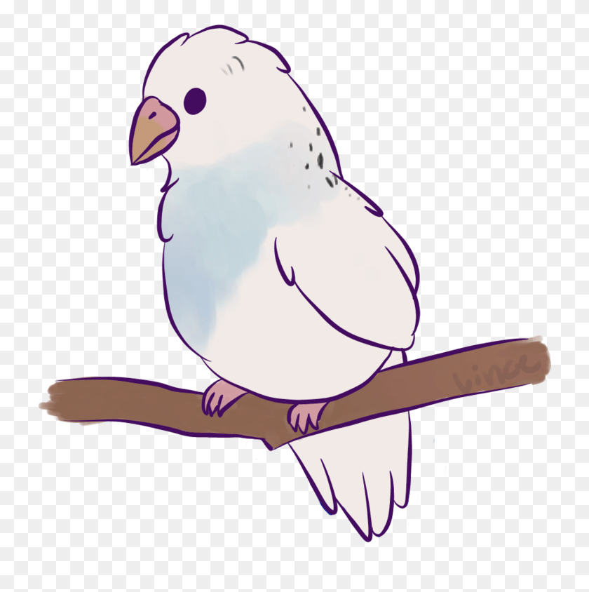 734x784 Clipart Freeuse Birb Drawing Budgie, Animal, Bird, Dove HD PNG Download
